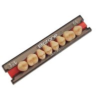 Dente Biotone Posterior Superior - Dentsply Sirona