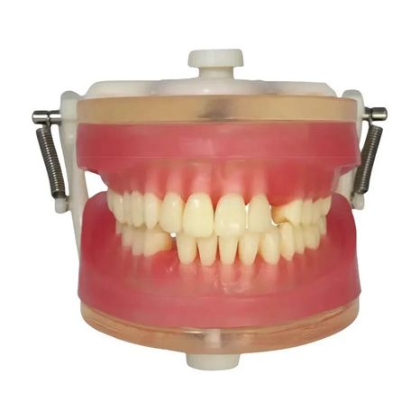 Manequim Top Exodontia PD113 - Pronew